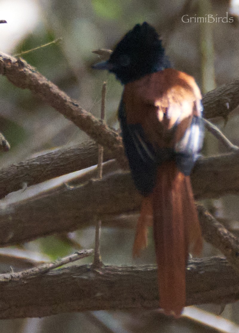 African Paradise-Flycatcher - ML615539215