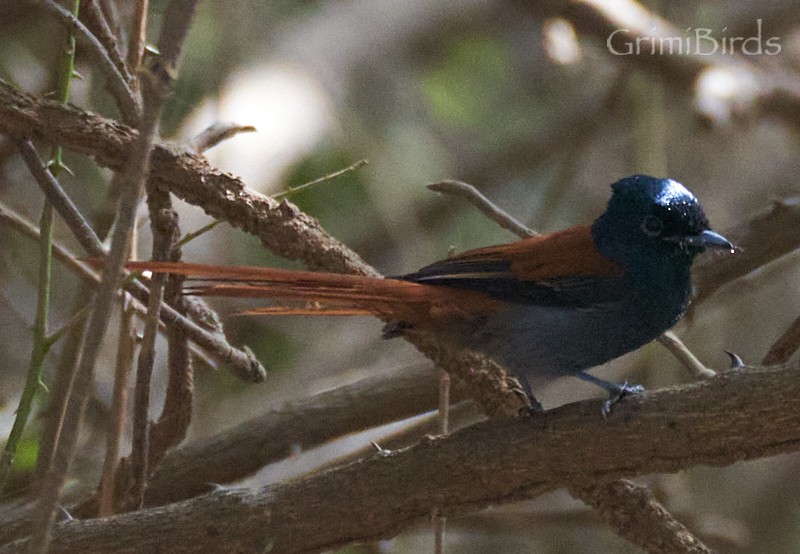 African Paradise-Flycatcher - ML615539216