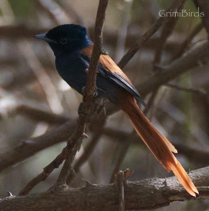 African Paradise-Flycatcher - ML615539217