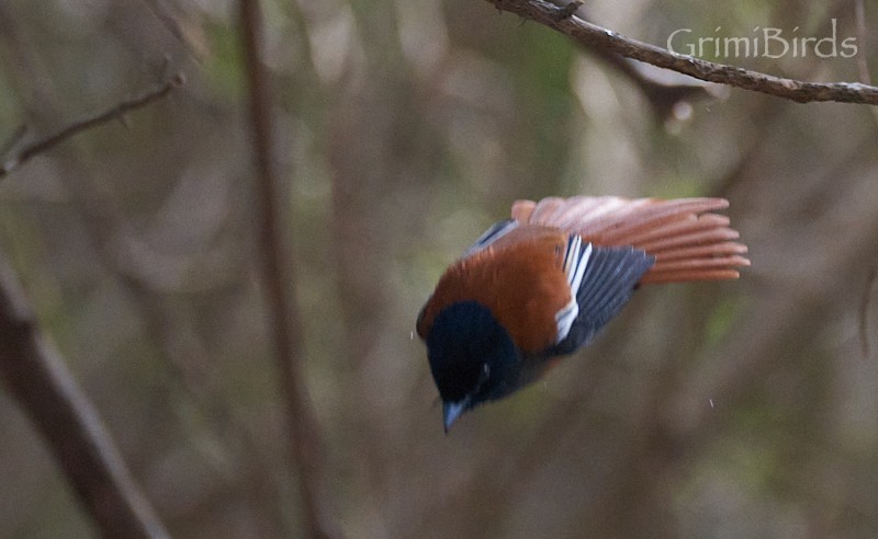 African Paradise-Flycatcher - ML615539219