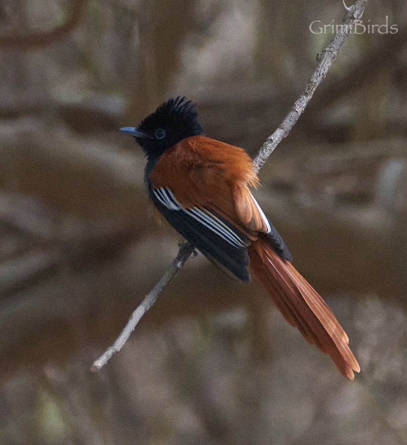 African Paradise-Flycatcher - ML615539220