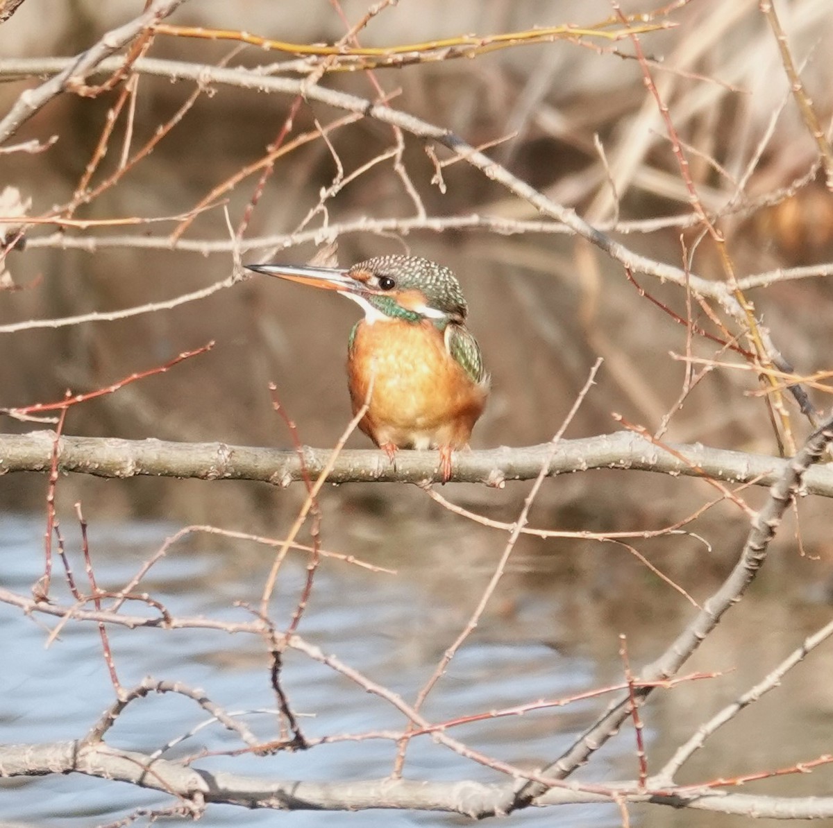 Common Kingfisher - ML615539239