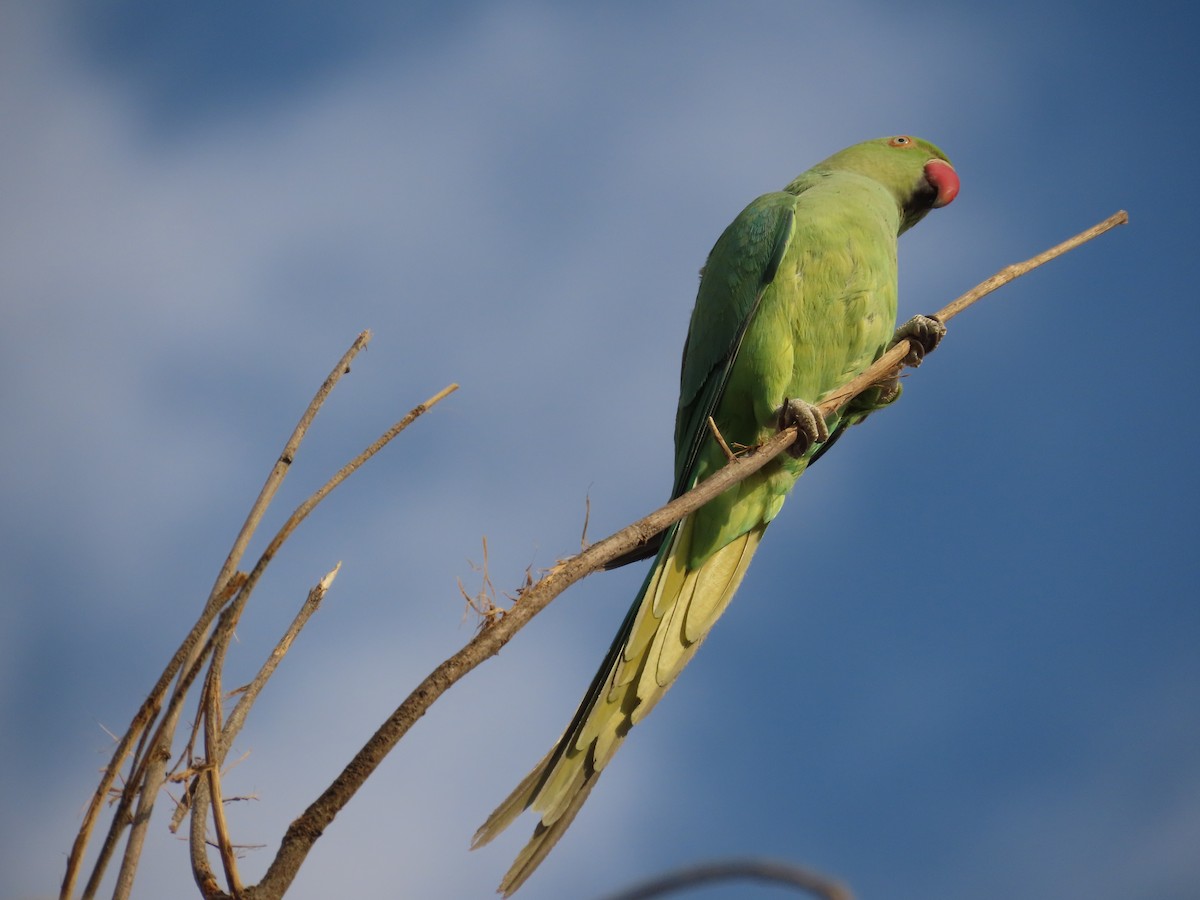 Rose-ringed Parakeet - ML615539258