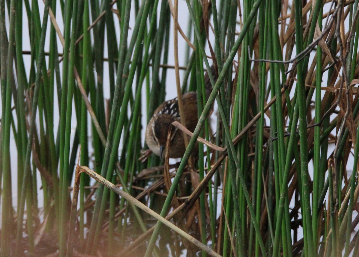 Marsh Wren - ML615539278