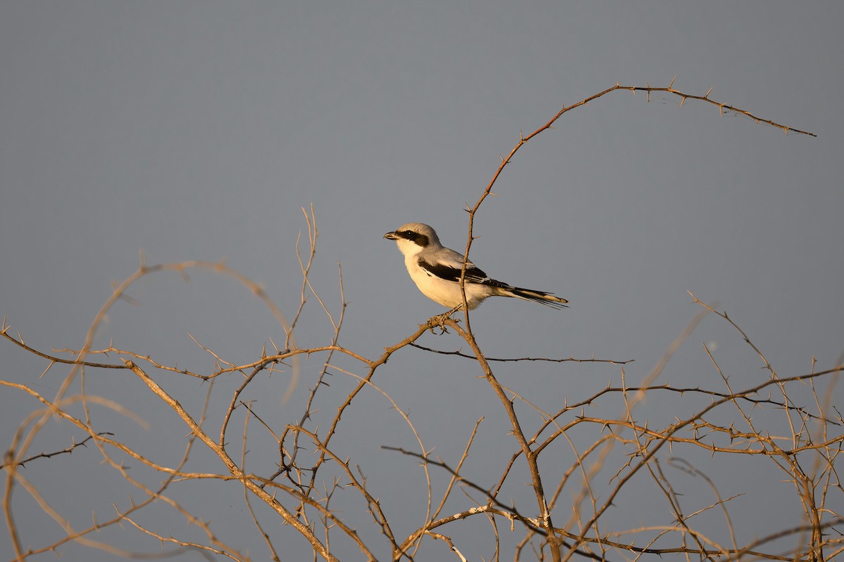 Great Gray Shrike - ML615539283