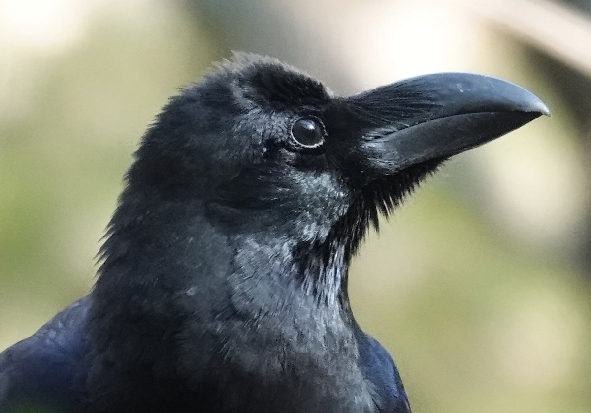 Large-billed Crow - ML615539317