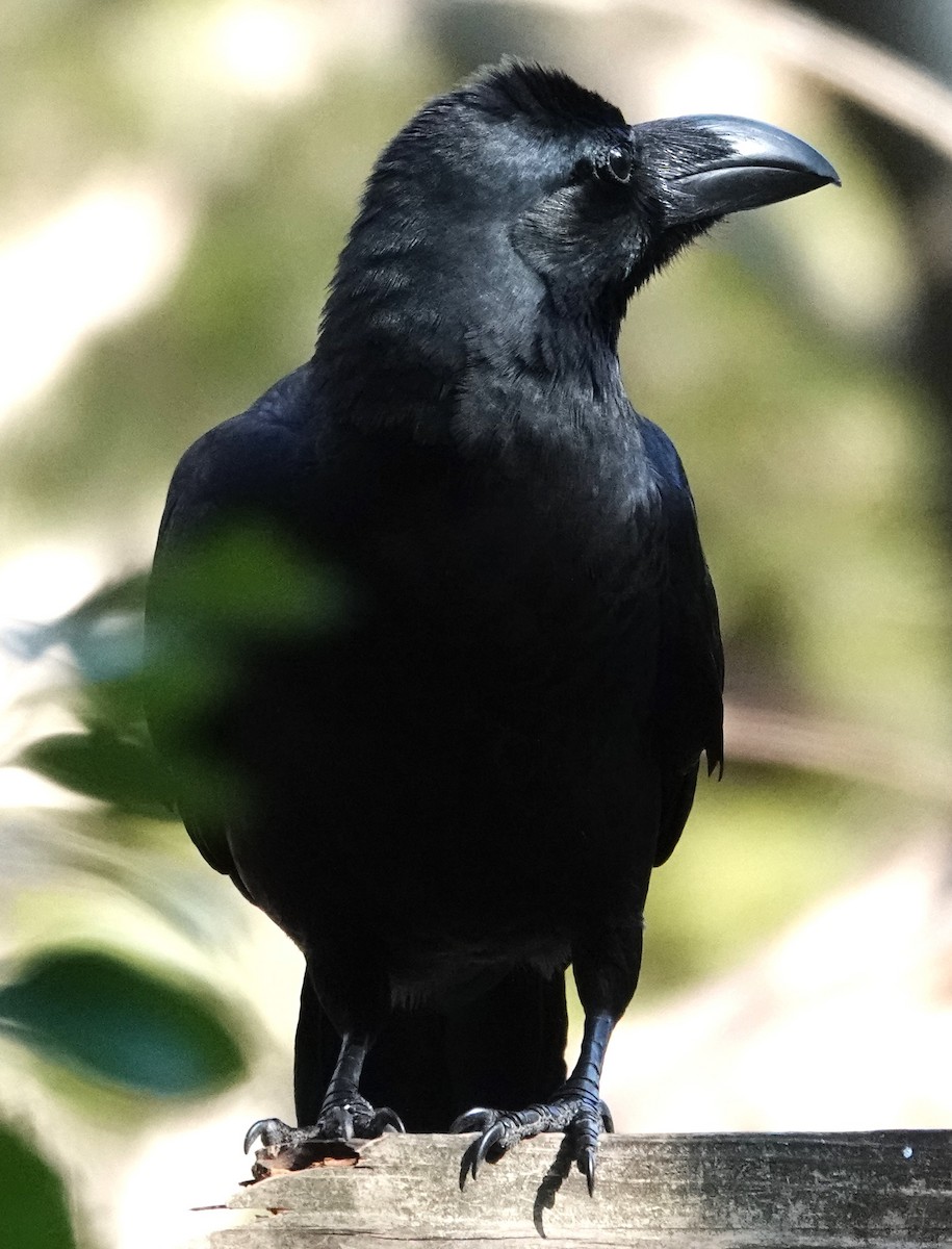 Large-billed Crow - ML615539318