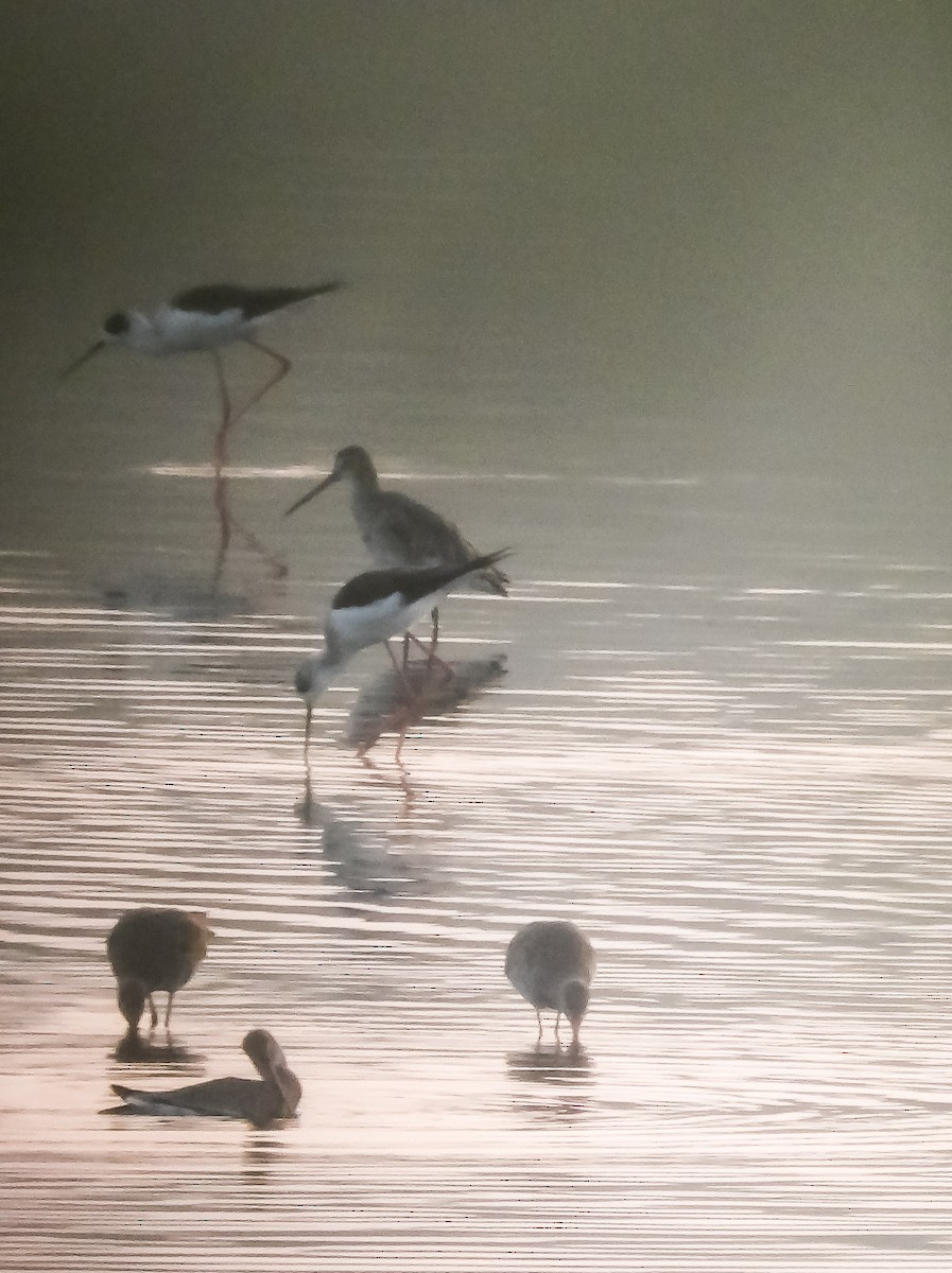 Black-tailed Godwit - ML615539340