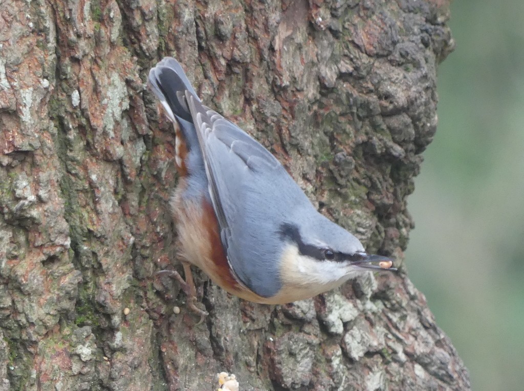 Eurasian Nuthatch - ML615539343