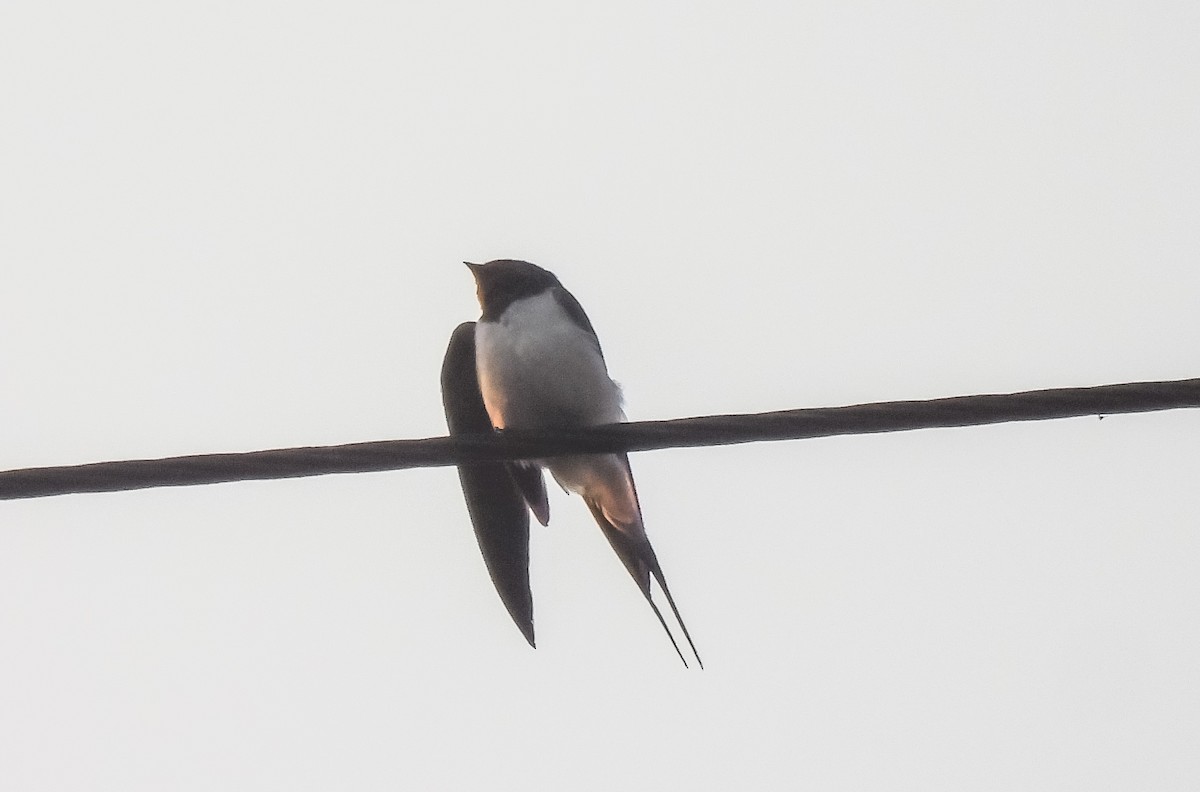 Barn Swallow - ML615539344