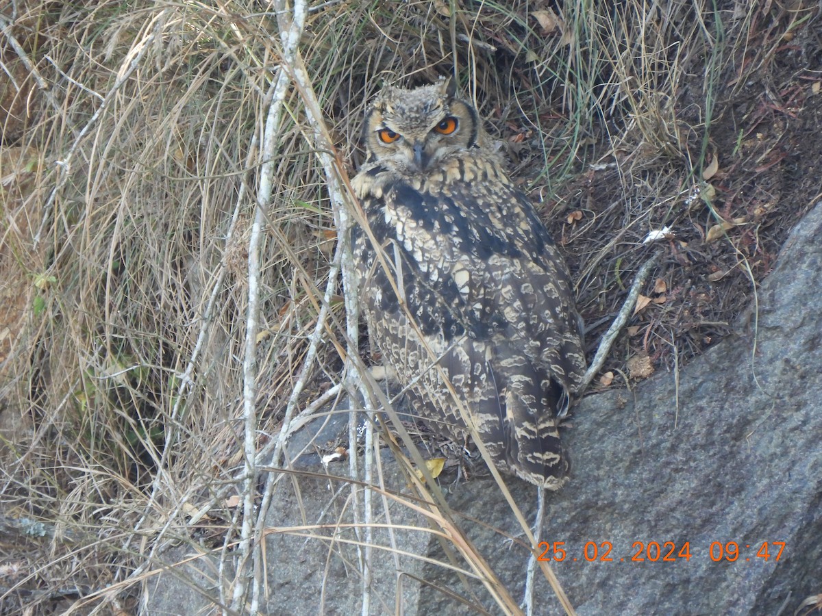 Rock Eagle-Owl - ML615539346