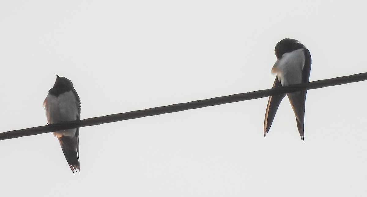 Barn Swallow - ML615539351