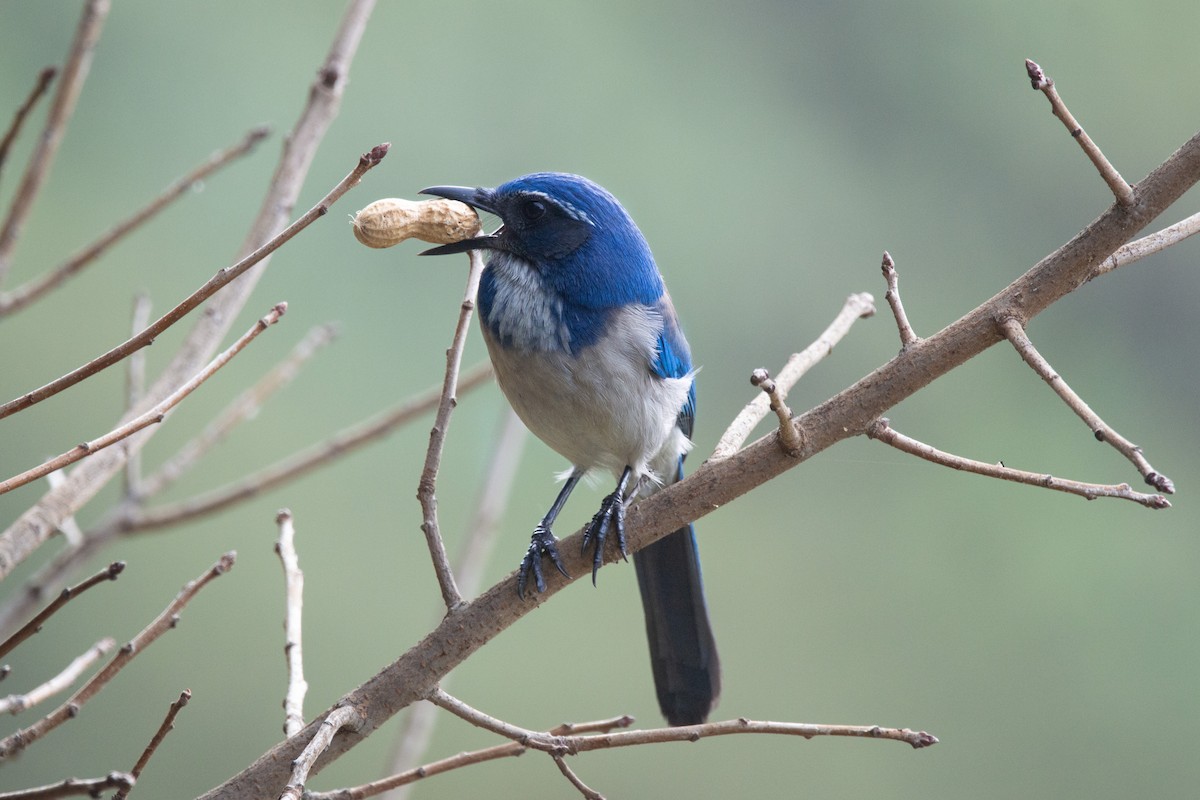 California Scrub-Jay - ML615539385