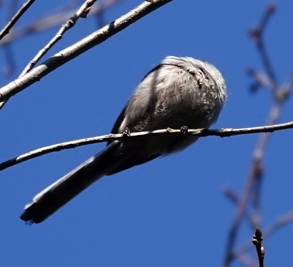 Long-tailed Tit - ML615539400