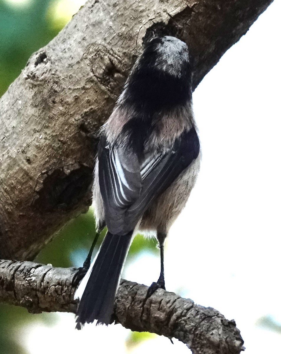 Long-tailed Tit - ML615539402