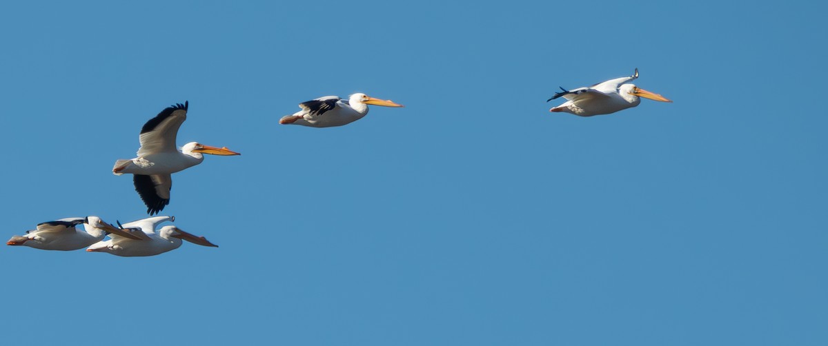 pelikán severoamerický - ML615539406