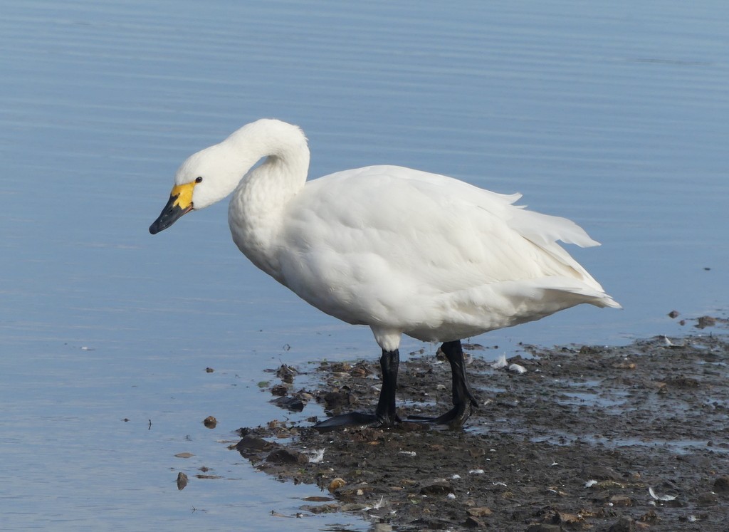 Tundra Swan (Bewick's) - ML615539423