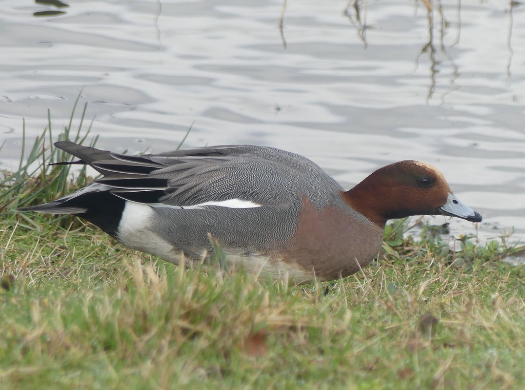 Eurasian Wigeon - ML615539435