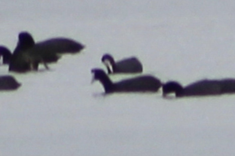 Red-knobbed Coot - ML615539497