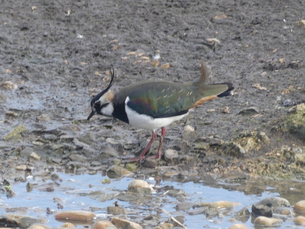 Northern Lapwing - Simon Tonge