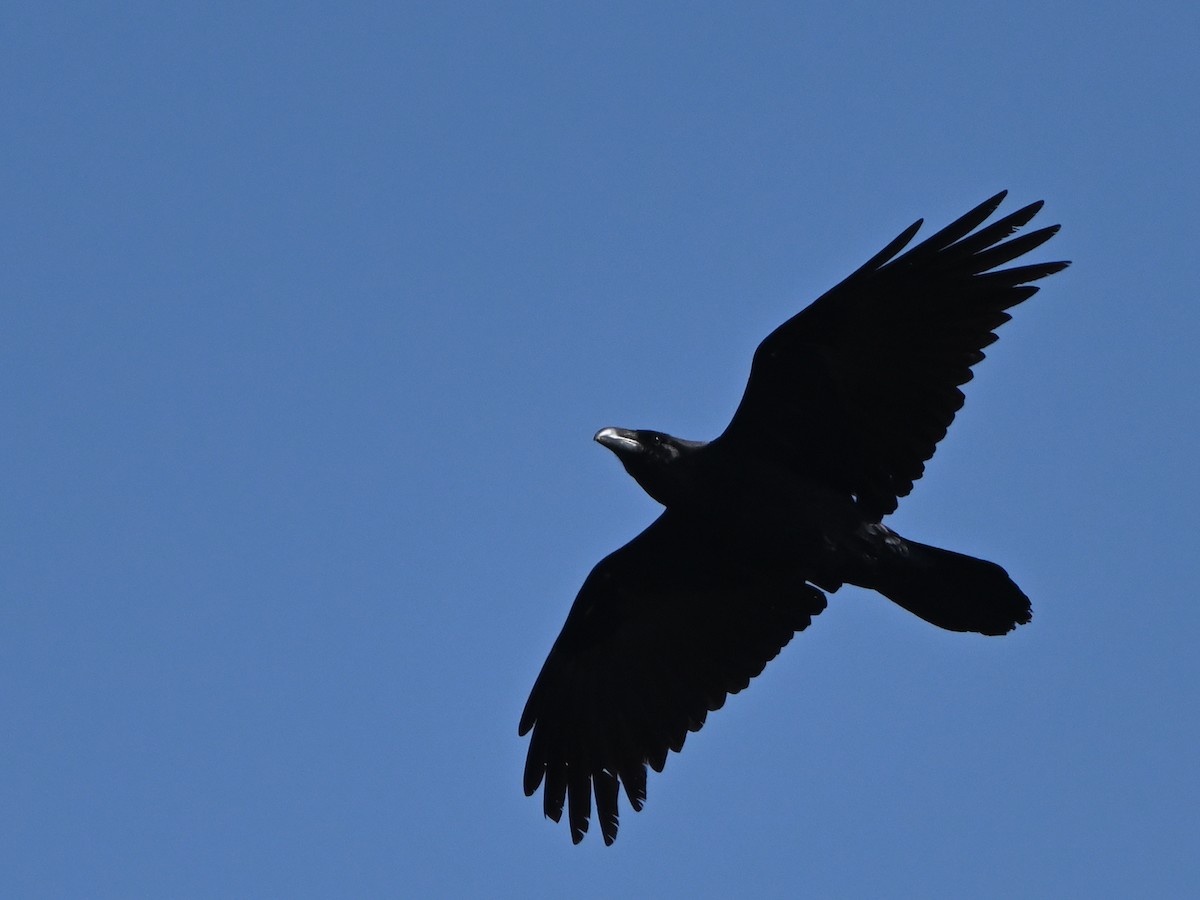 Common Raven - ML615539579
