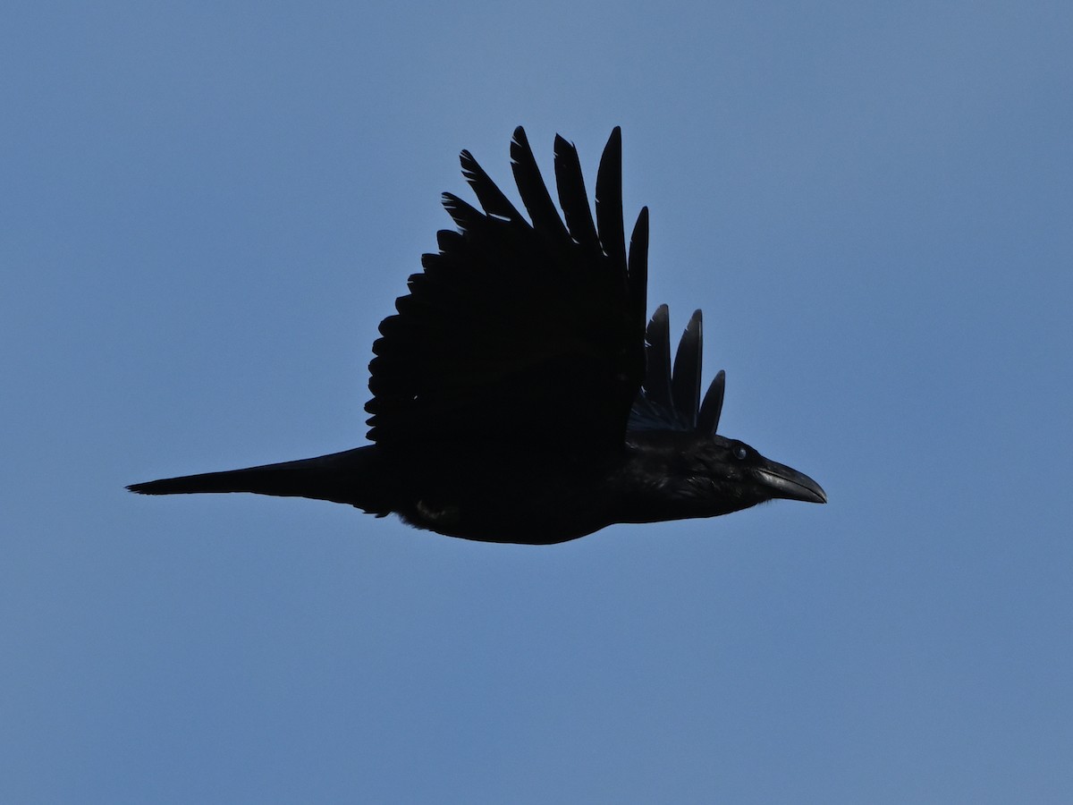 Common Raven - ML615539580