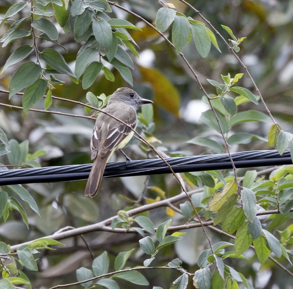 Brown-crested Flycatcher - ML615539597