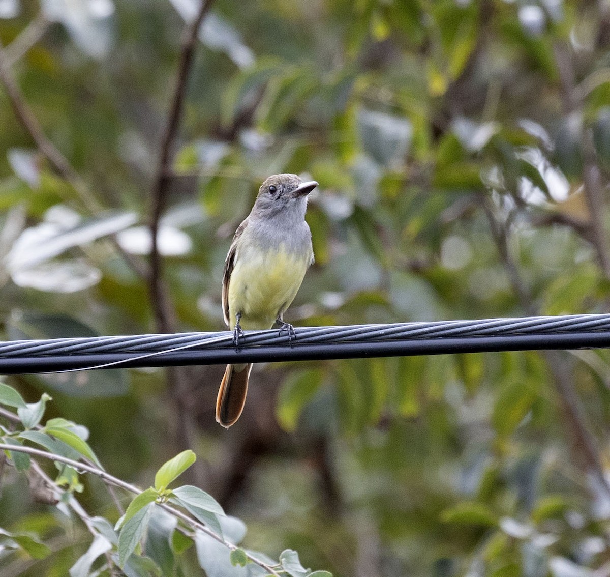 Brown-crested Flycatcher - Patty Rehn