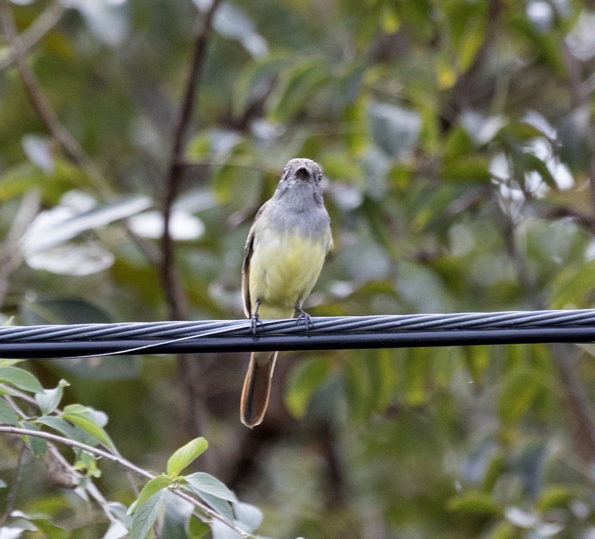 Brown-crested Flycatcher - ML615539599