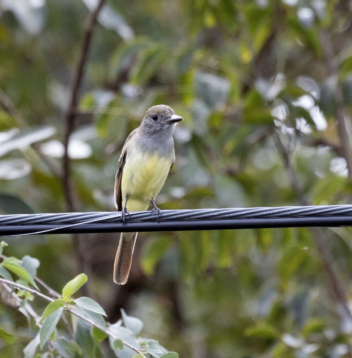 Brown-crested Flycatcher - ML615539600