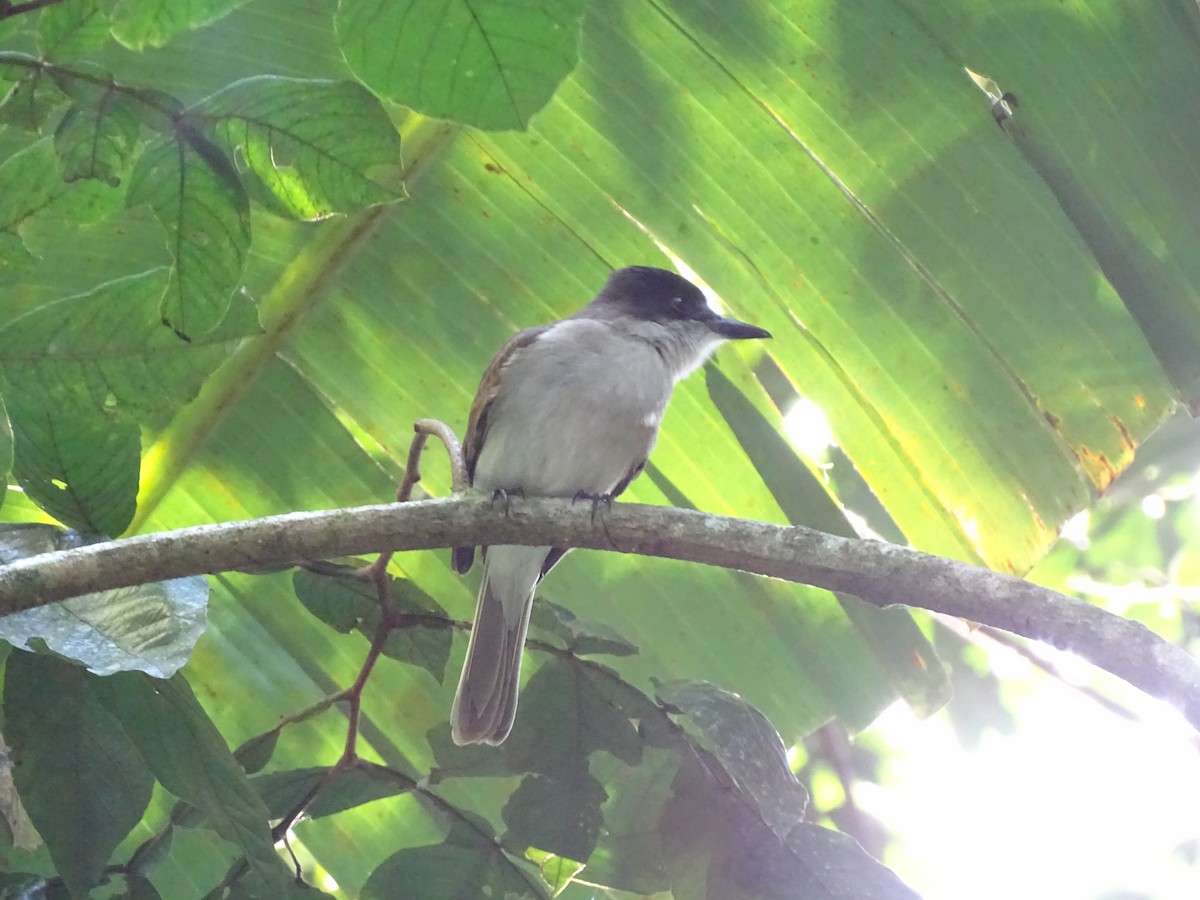 Loggerhead Kingbird (Puerto Rico) - ML615539648