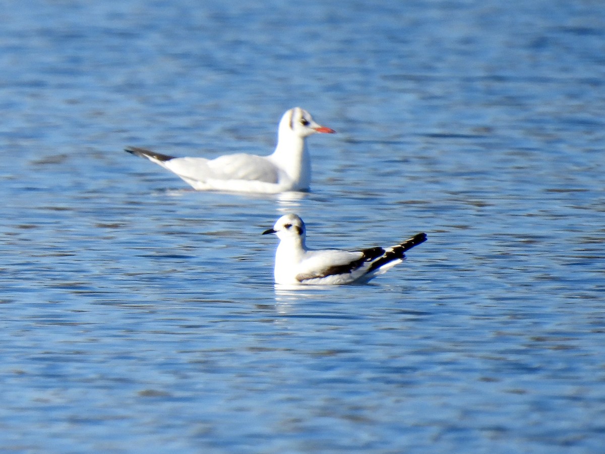 Little Gull - ML615539693