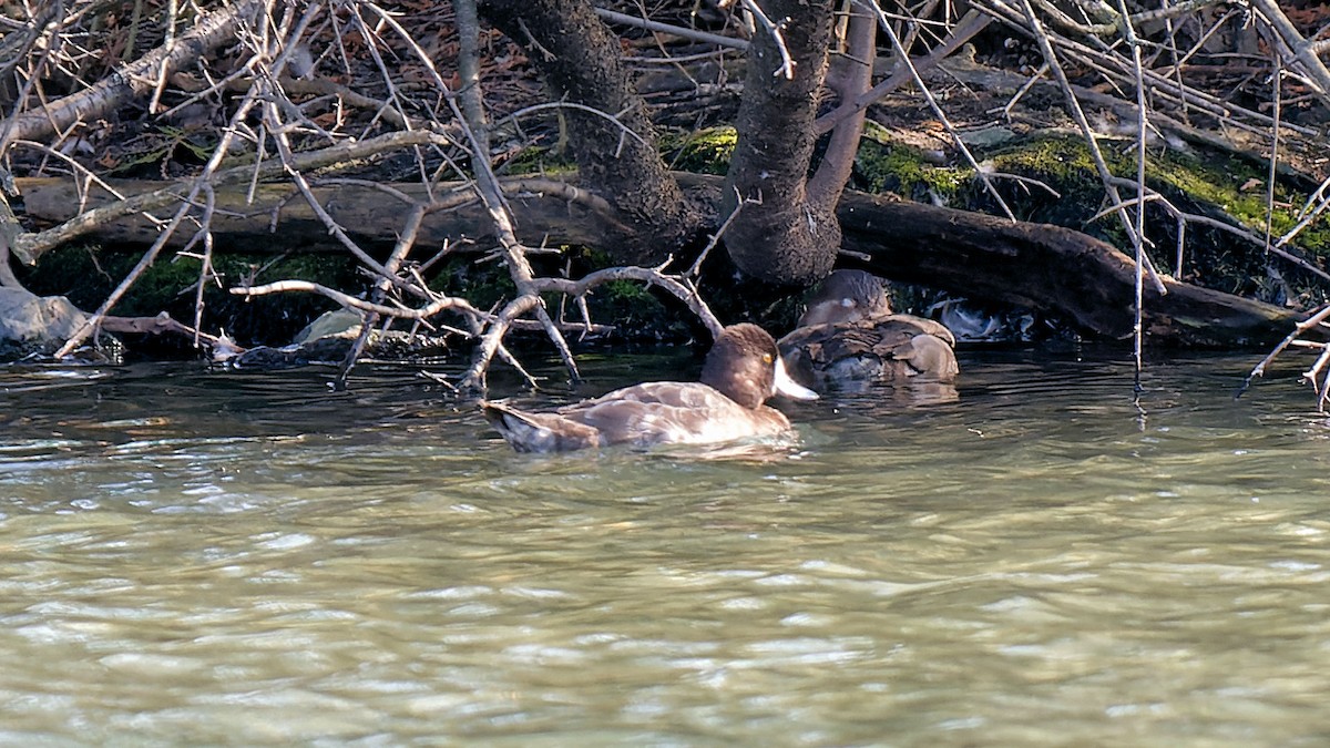 Lesser Scaup - ML615539712