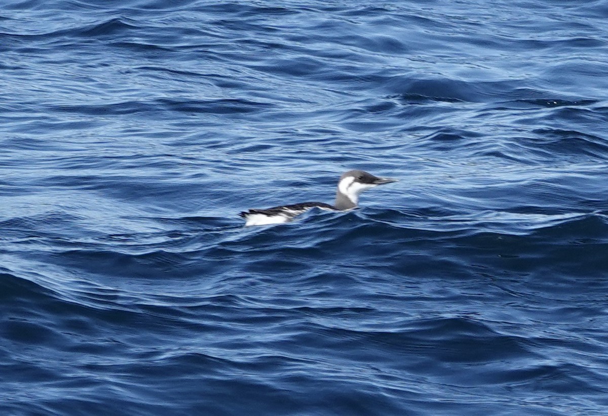 Common Murre - ML615539728