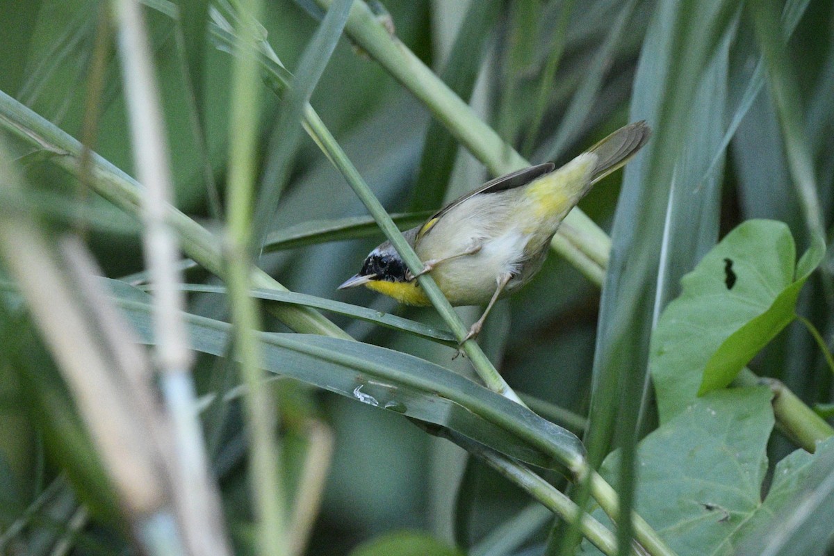 Common Yellowthroat - ML615539745