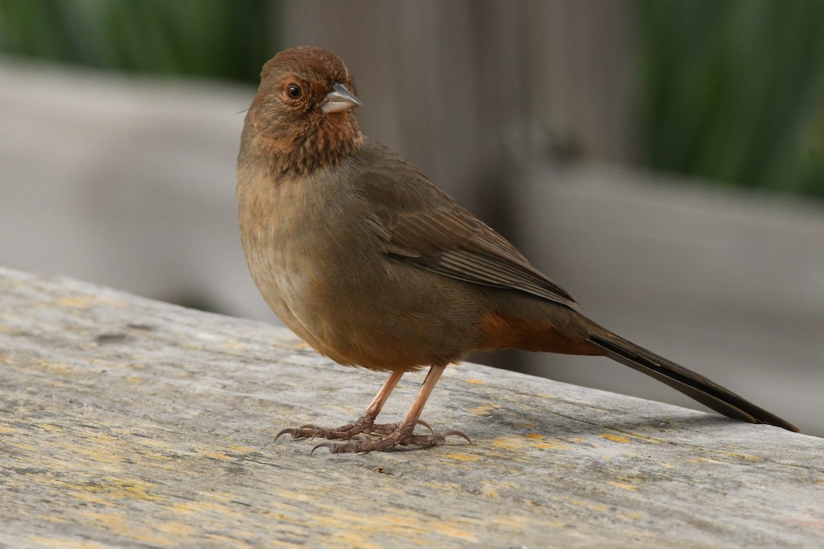 California Towhee - Dan Gallagher