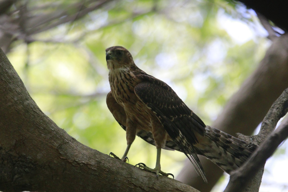 Black Goshawk - ML615539819