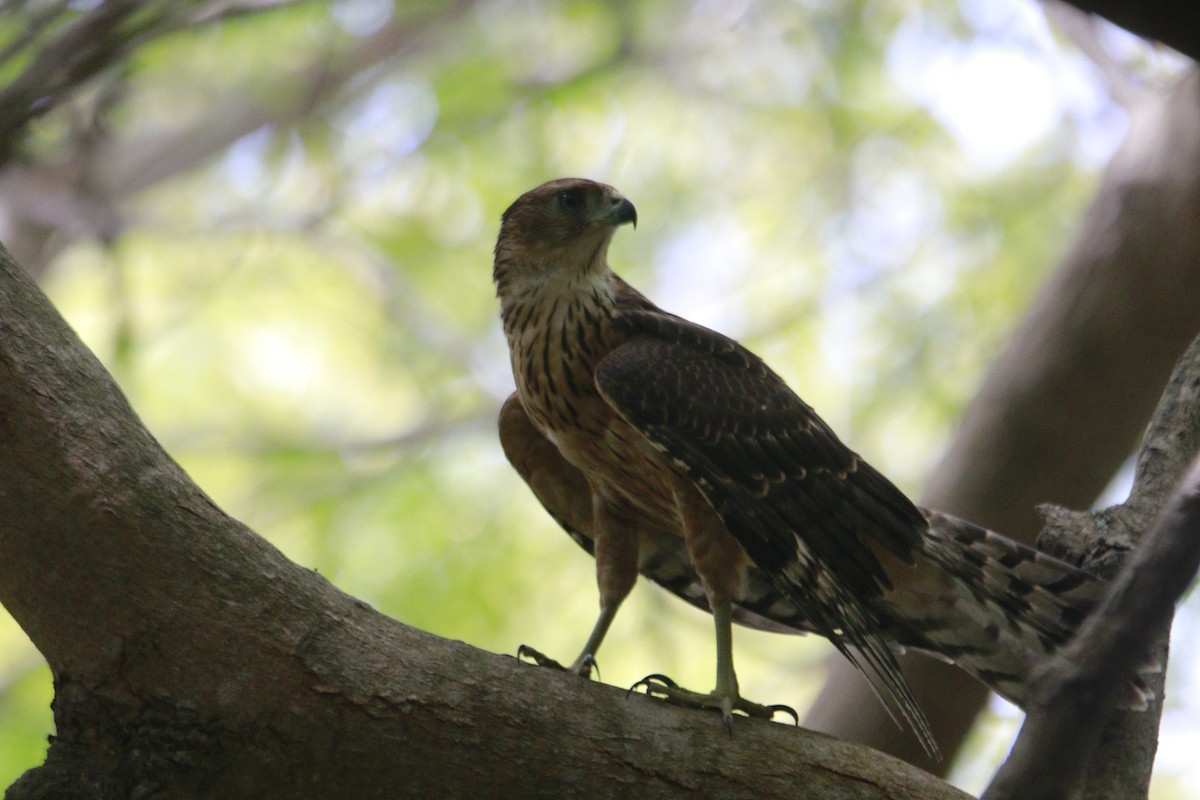 Black Goshawk - ML615539827