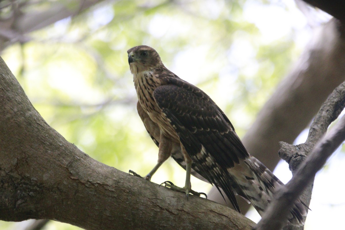 Black Goshawk - ML615539836