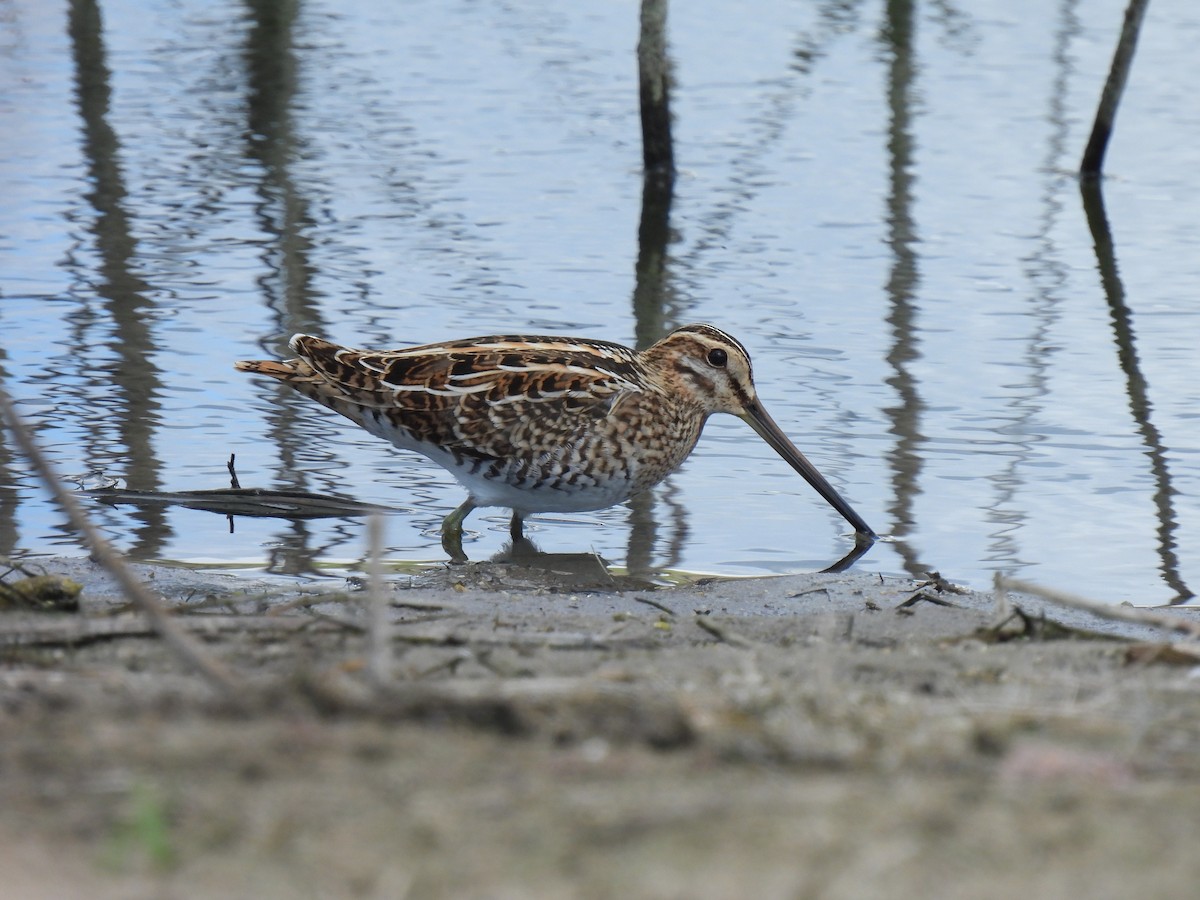 Common Snipe - ML615540011