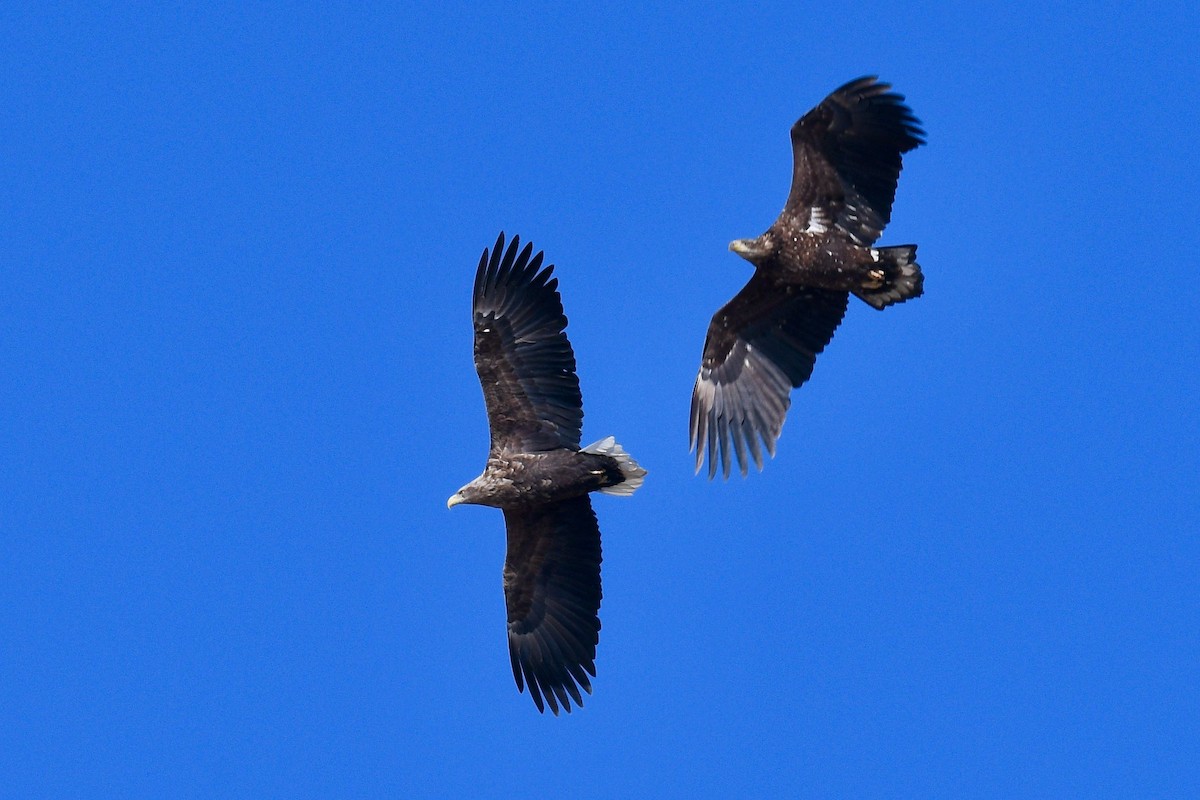 White-tailed Eagle - ML615540074