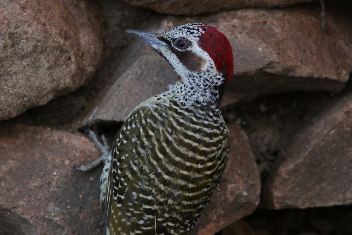 Bennett's Woodpecker - ML615540100