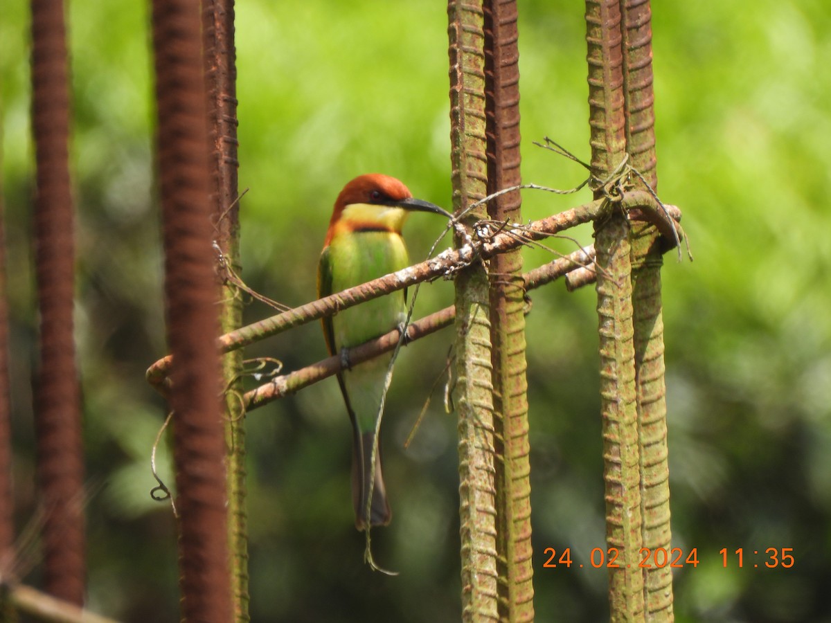 Chestnut-headed Bee-eater - ML615540108