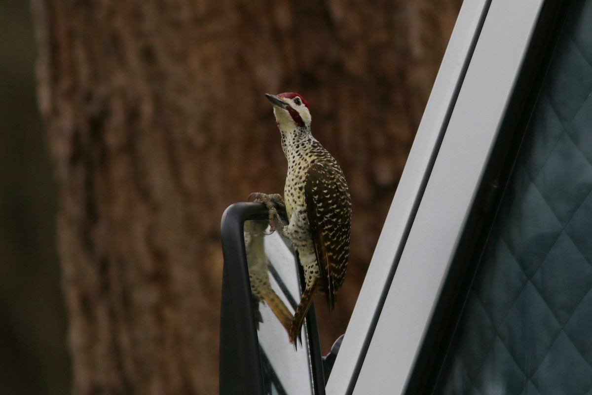 Bennett's Woodpecker - ML615540116