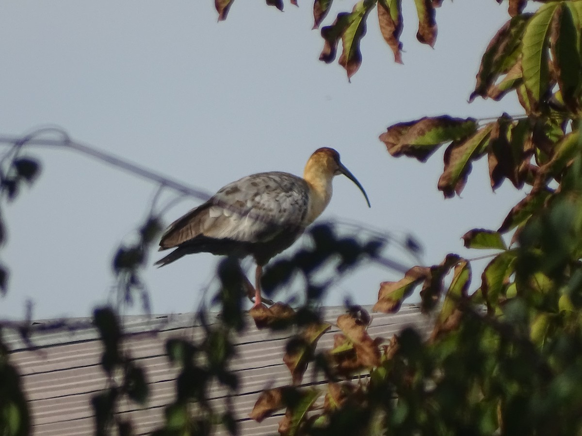 Black-faced Ibis - ML615540132