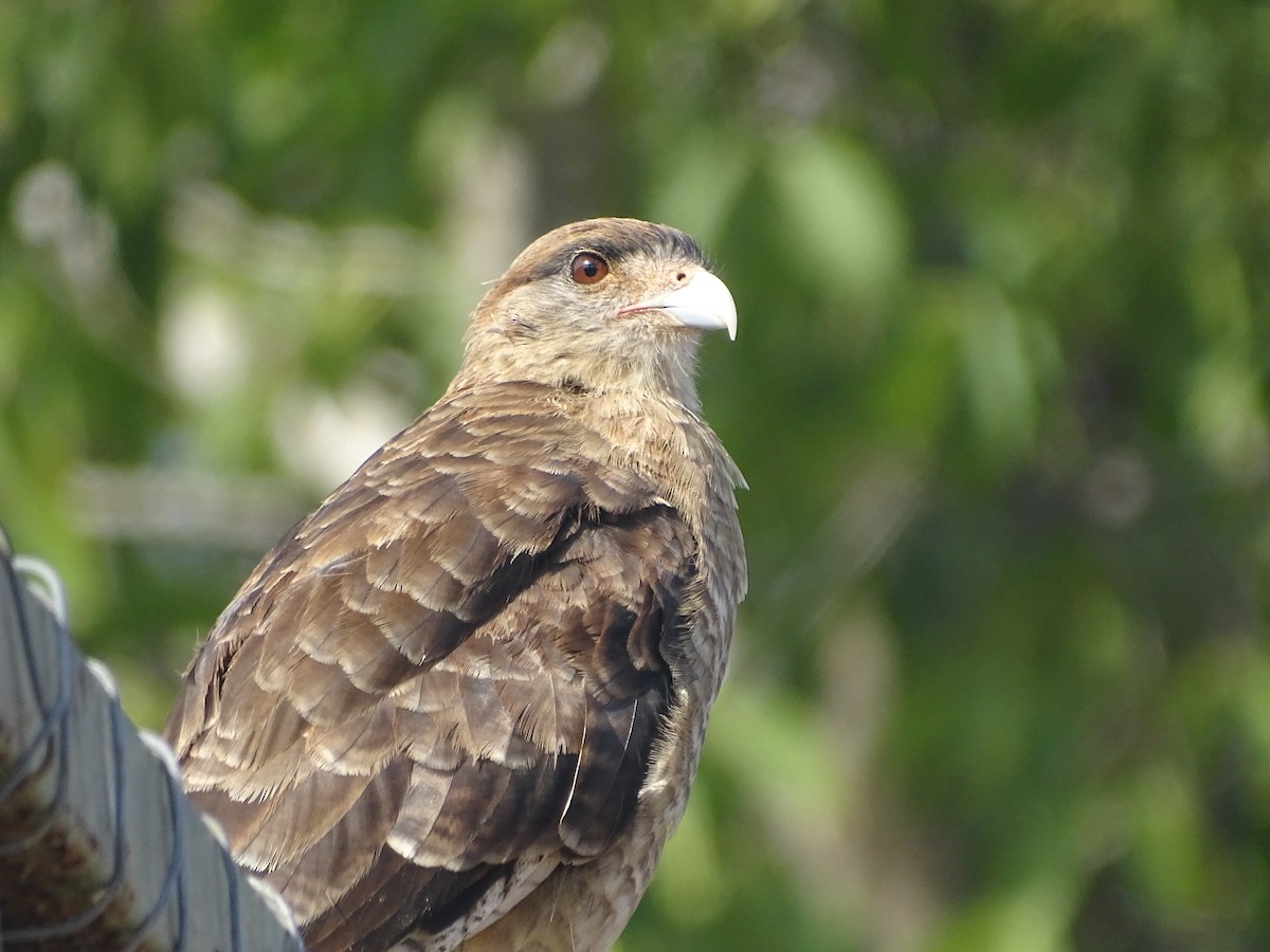 Caracara Chimango - ML615540156