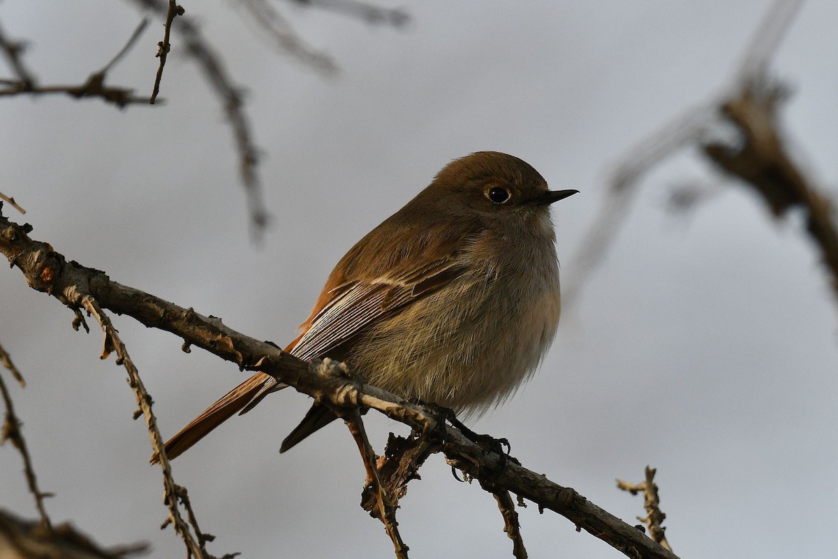 Rufous-backed Redstart - ML615540169