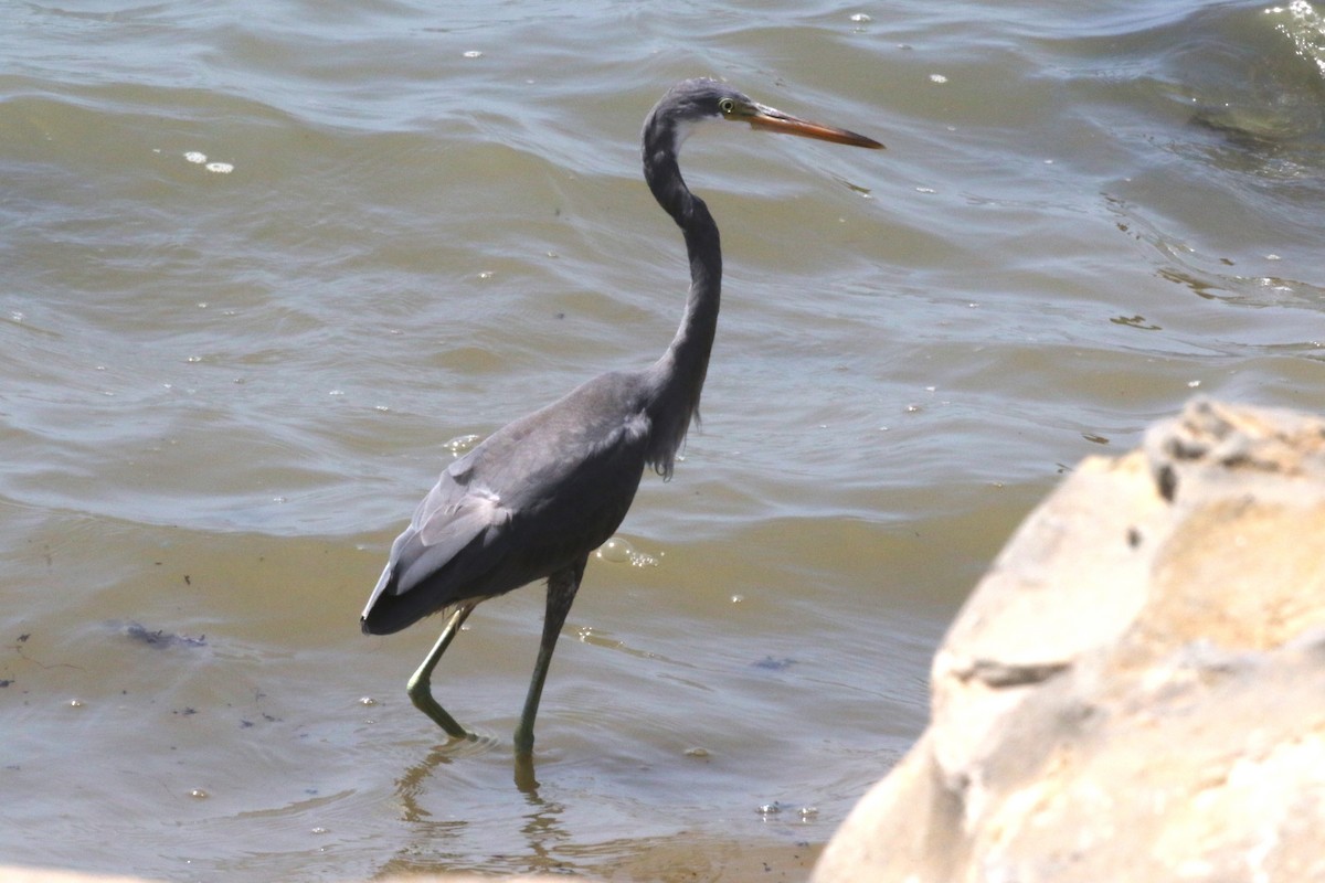 Western Reef-Heron - ML615540308