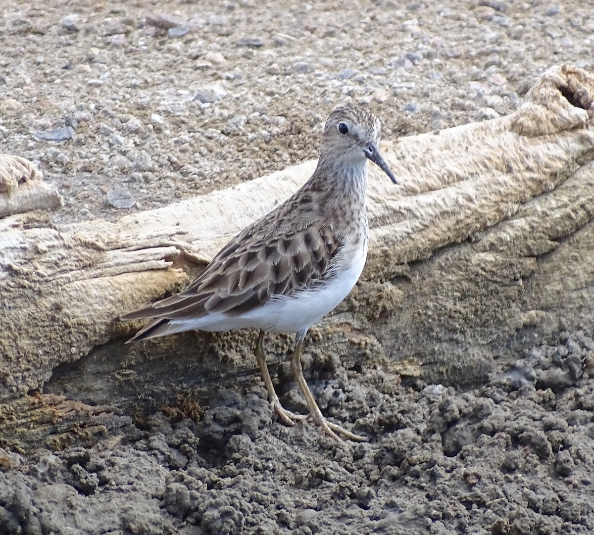 Least Sandpiper - ML615540318