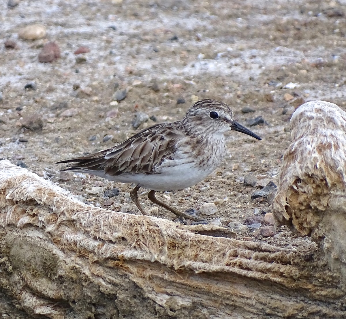 Least Sandpiper - ML615540321